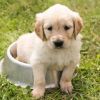 Mit Gold ausgezeichnetes Kürbiskernöl für Hunde: Ihr gesundes Haustier